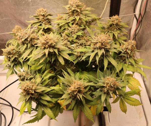 Diesel Fast F1 BX Regular. Week 14
