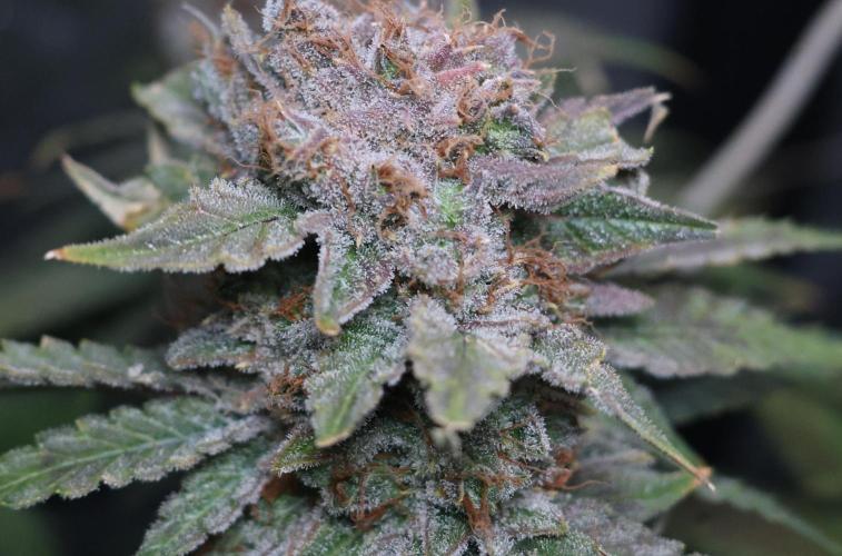 Diesel Fast F1 BX Regular. Week 14