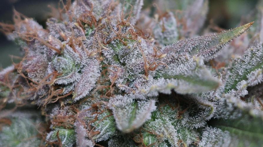Diesel Fast F1 BX Regular. Week 14
