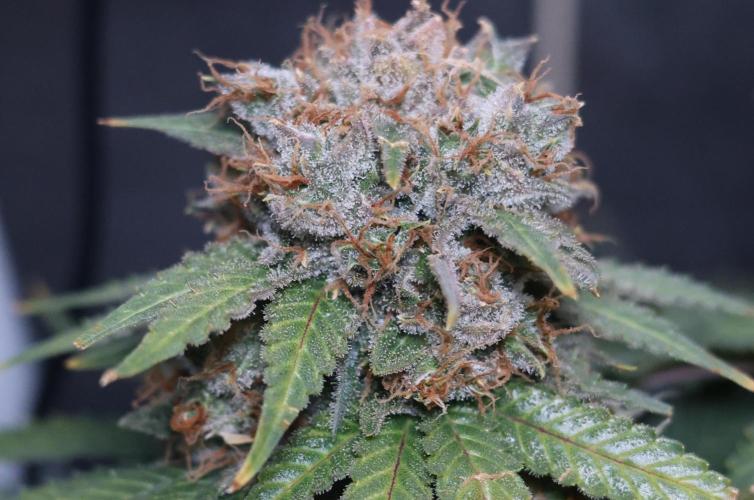 Diesel Fast F1 BX Regular. Week 14