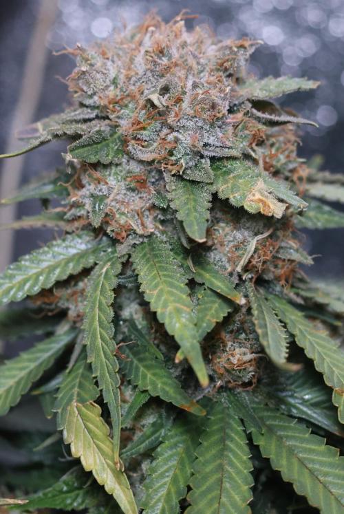 Diesel Fast F1 BX Regular. Week 14