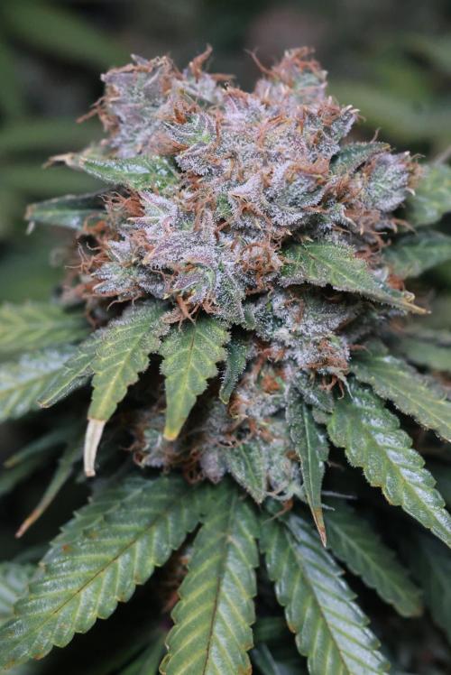 Diesel Fast F1 BX Regular. Week 14