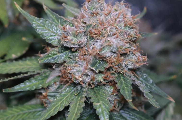 Diesel Fast F1 BX Regular. Week 14