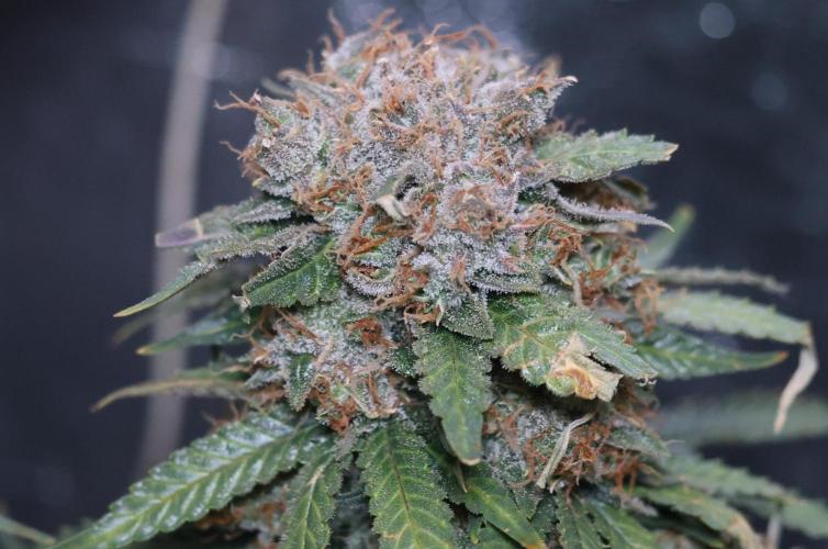 Diesel Fast F1 BX Regular. Week 14