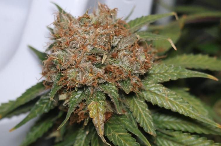 Diesel Fast F1 BX Regular. Week 14