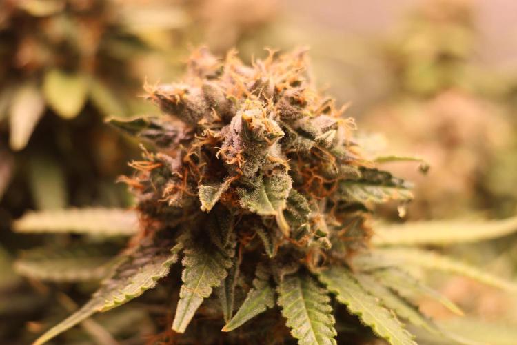 Diesel Fast F1 BX Regular. Week 14