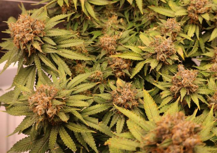 Diesel Fast F1 BX Regular. Week 14