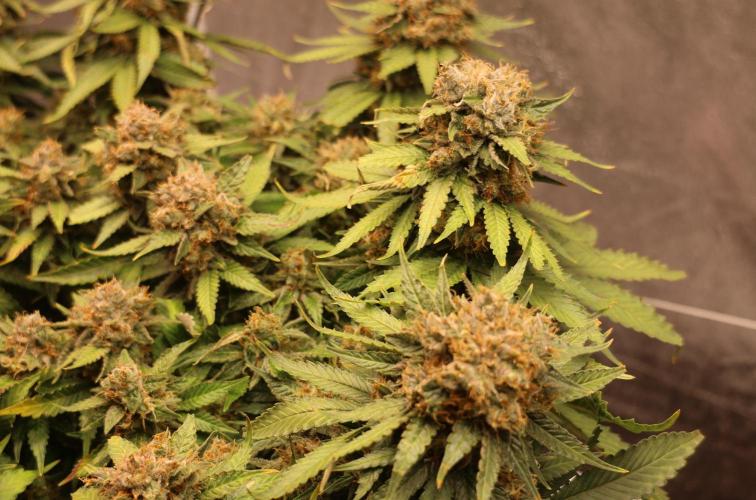Diesel Fast F1 BX Regular. Week 14