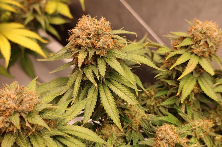 Diesel Fast F1 BX Regular. Week 14