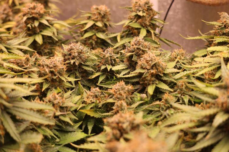 Diesel Fast F1 BX Regular. Week 14