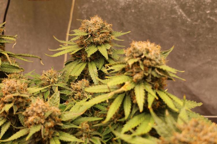 Diesel Fast F1 BX Regular. Week 14