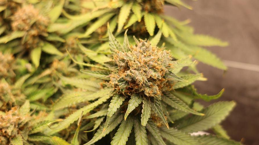 Diesel Fast F1 BX Regular. Week 14