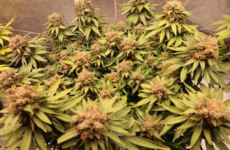 Diesel Fast F1 BX Regular. Week 14