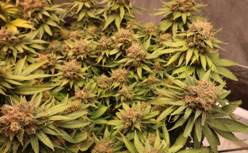 Diesel Fast F1 BX Regular. Week 14