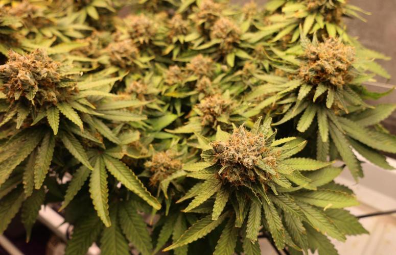Diesel Fast F1 BX Regular. Week 14