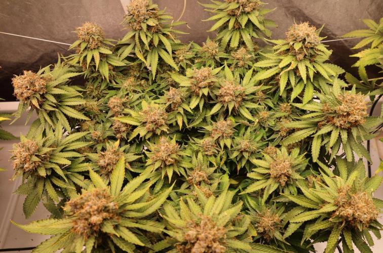 Diesel Fast F1 BX Regular. Week 14