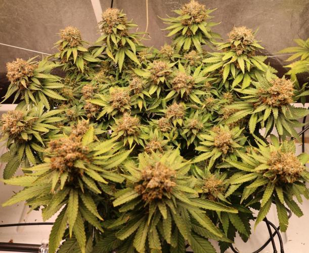 Diesel Fast F1 BX Regular. Week 14