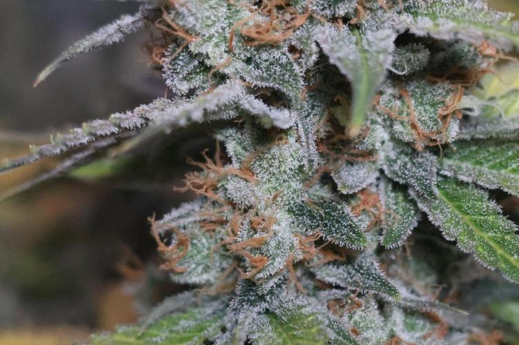 Diesel Fast F1 BX regular. Week 14