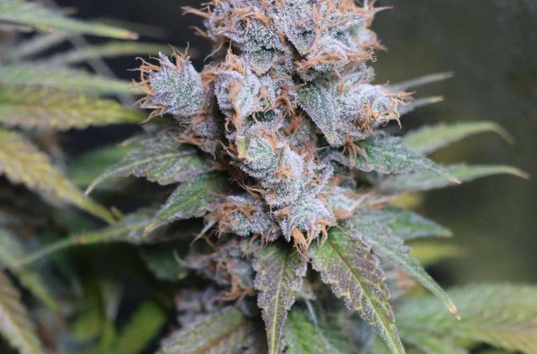 Diesel Fast F1 BX regular. Week 14
