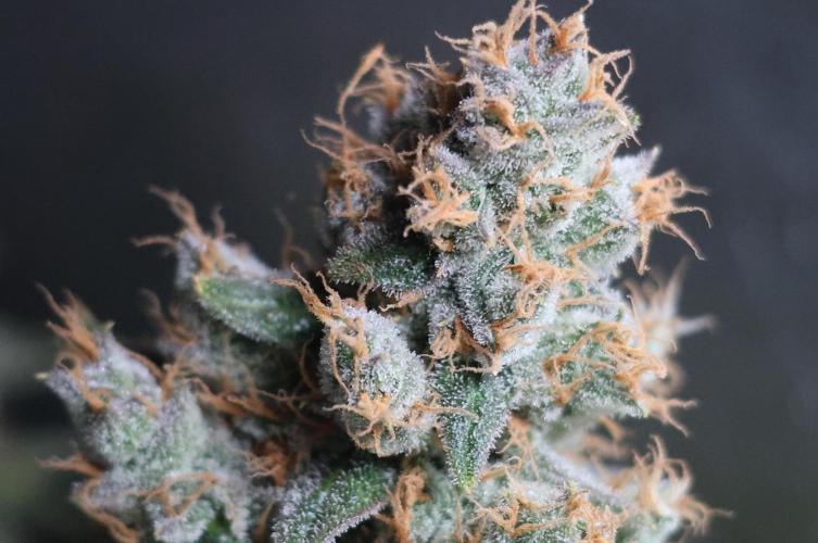 Diesel Fast F1 BX regular. Week 14