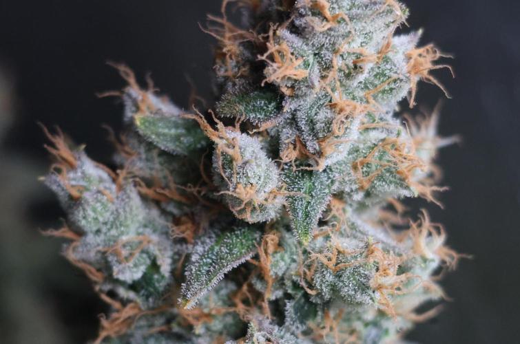 Diesel Fast F1 BX regular. Week 14