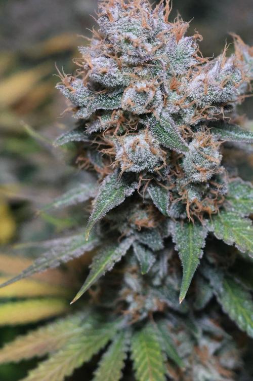 Diesel Fast F1 BX regular. Week 14