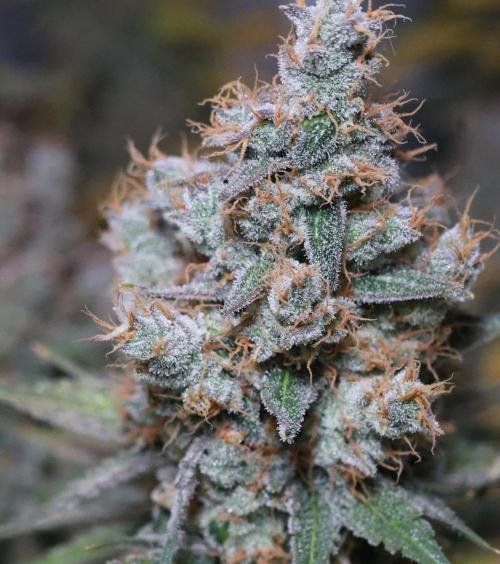 Diesel Fast F1 BX regular. Week 14