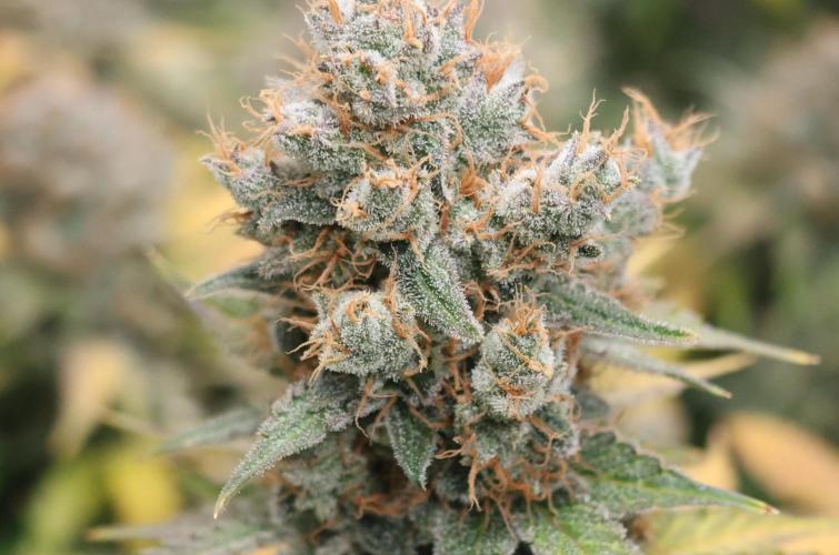 Diesel Fast F1 BX regular. Week 14