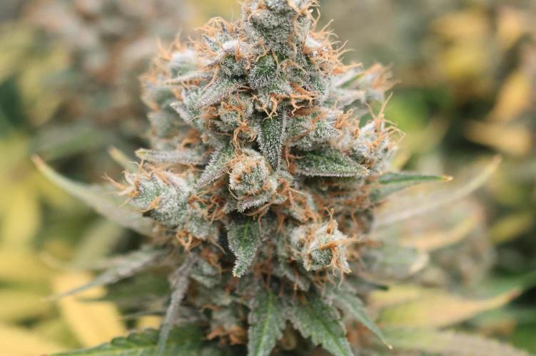 Diesel Fast F1 BX regular. Week 14