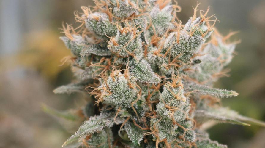 Diesel Fast F1 BX regular. Week 14