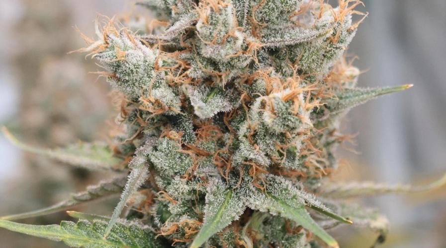 Diesel Fast F1 BX regular. Week 14