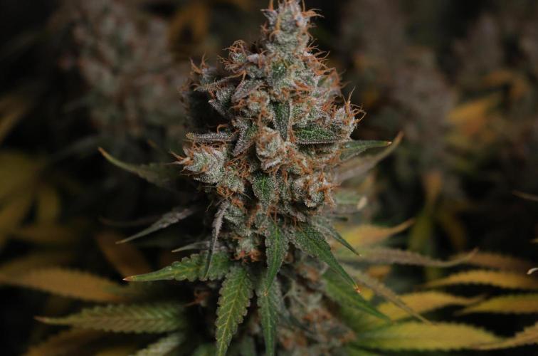 Diesel Fast F1 BX regular. Week 14