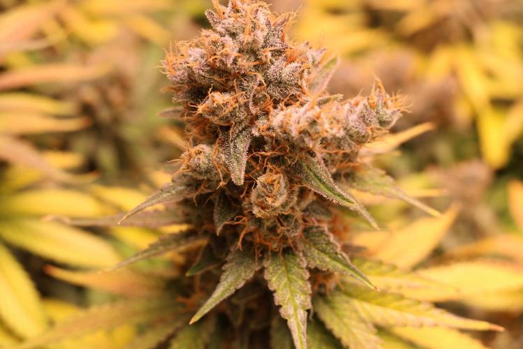 Diesel Fast F1 BX regular. Week 14
