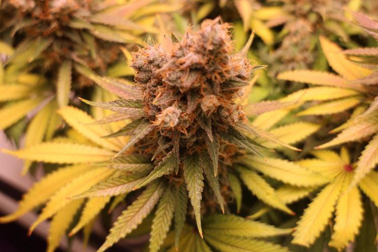 Diesel Fast F1 BX regular. Week 14