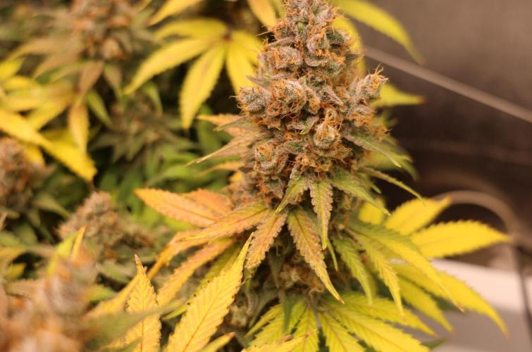 Diesel Fast F1 BX regular. Week 14