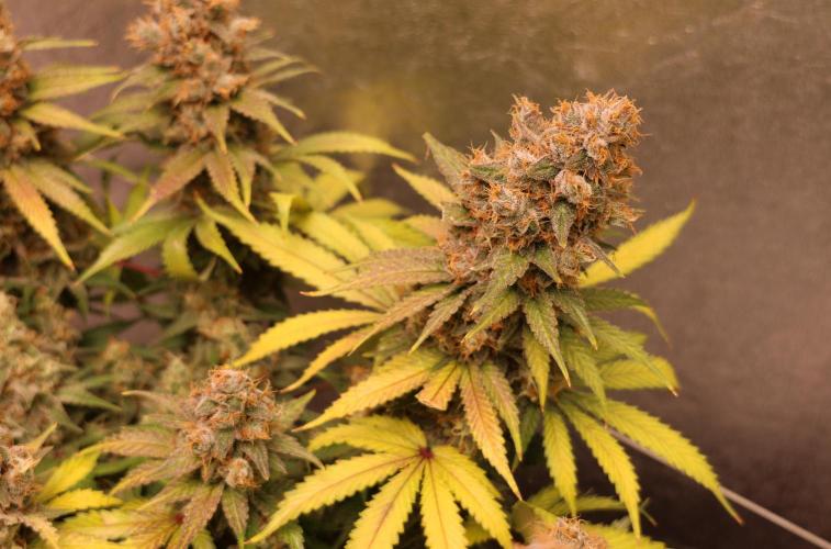 Diesel Fast F1 BX regular. Week 14