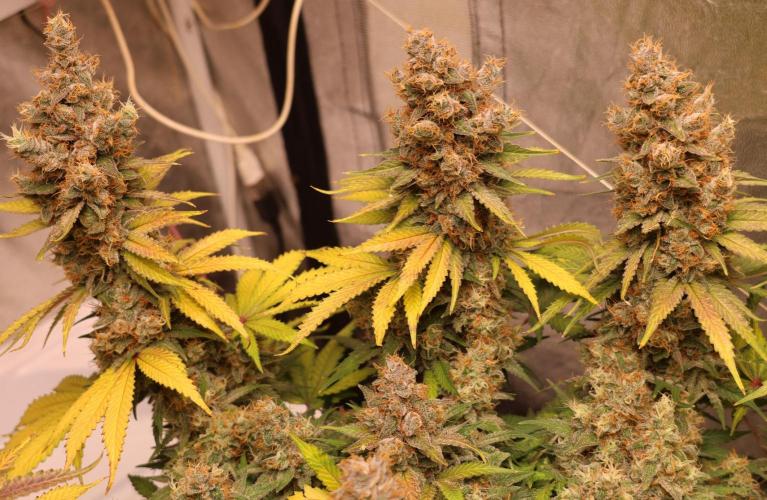 Diesel Fast F1 BX regular. Week 14