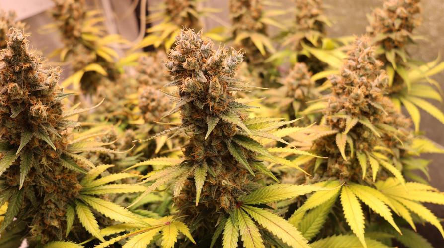 Diesel Fast F1 BX regular. Week 14
