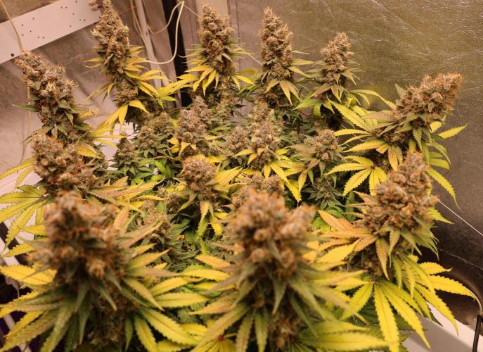 Diesel Fast F1 BX regular. Week 14