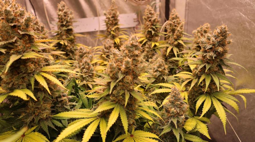 Diesel Fast F1 BX regular. Week 14