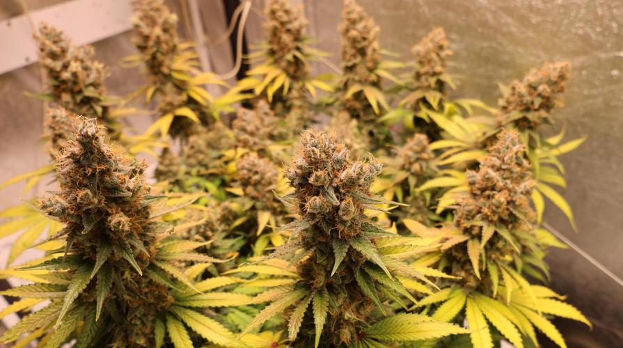Diesel Fast F1 BX regular. Week 14