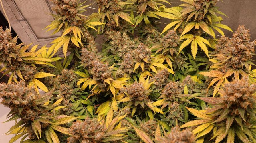 Diesel Fast F1 BX regular. Week 14