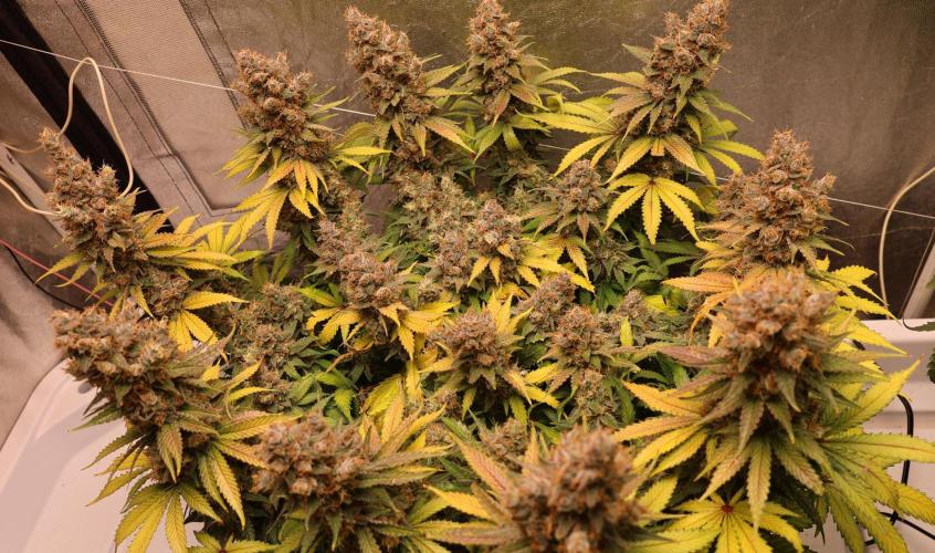 Diesel Fast F1 BX regular. Week 14