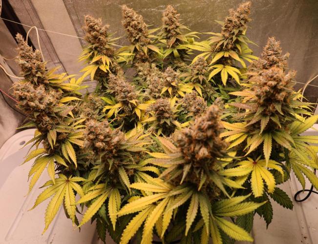 Diesel Fast F1 BX regular. Week 14