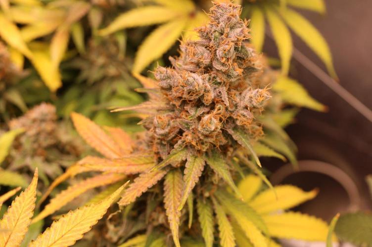 Diesel Fast F1 BX regular. Week 14