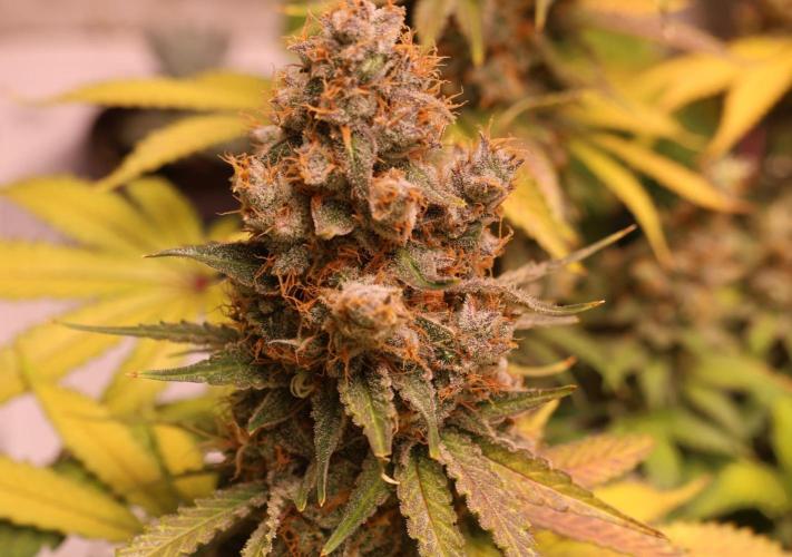 Diesel Fast F1 BX regular. Week 14