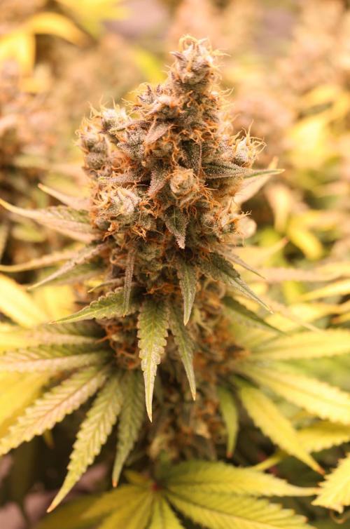 Diesel Fast F1 BX regular. Week 14