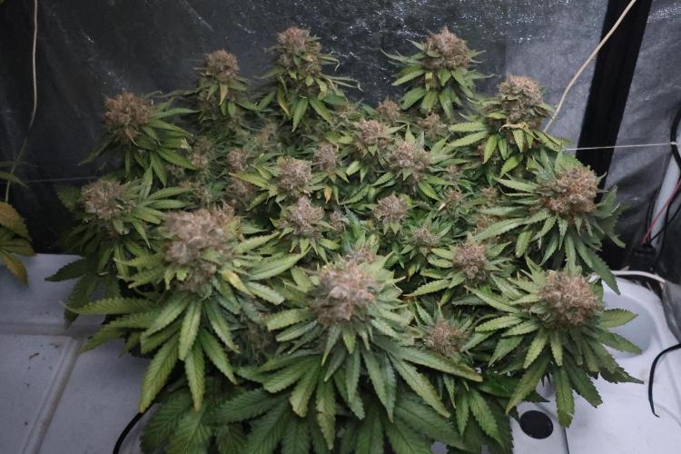 Diesel Fast F1 BX Regular. Week 15