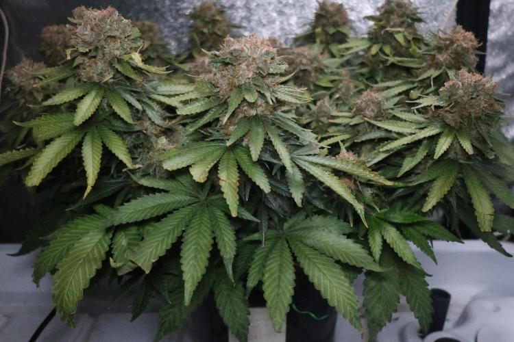 Diesel Fast F1 BX Regular. Week 15