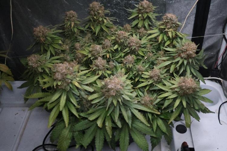 Diesel Fast F1 BX Regular. Week 15
